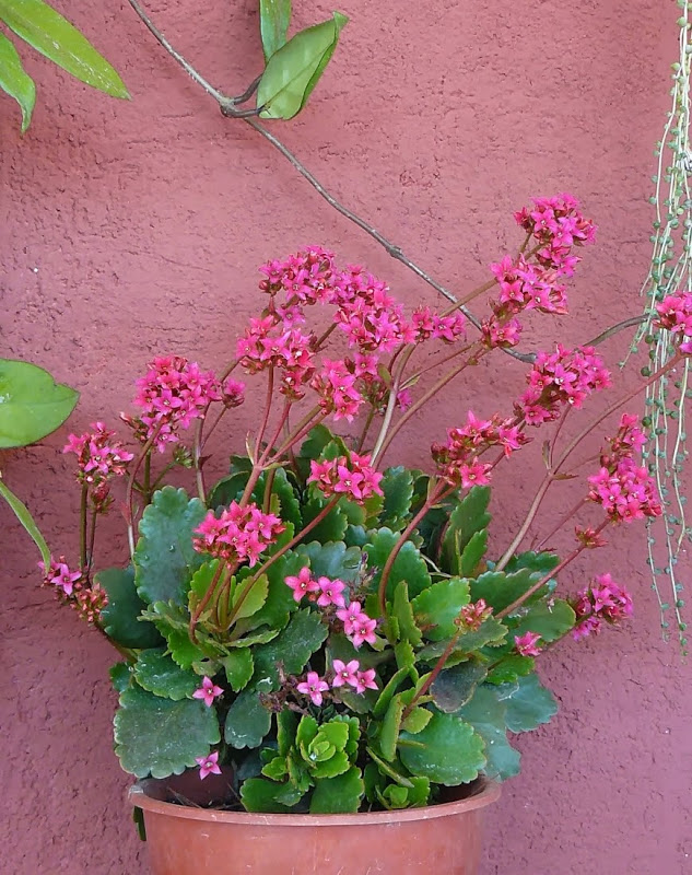 P1440540.JPG