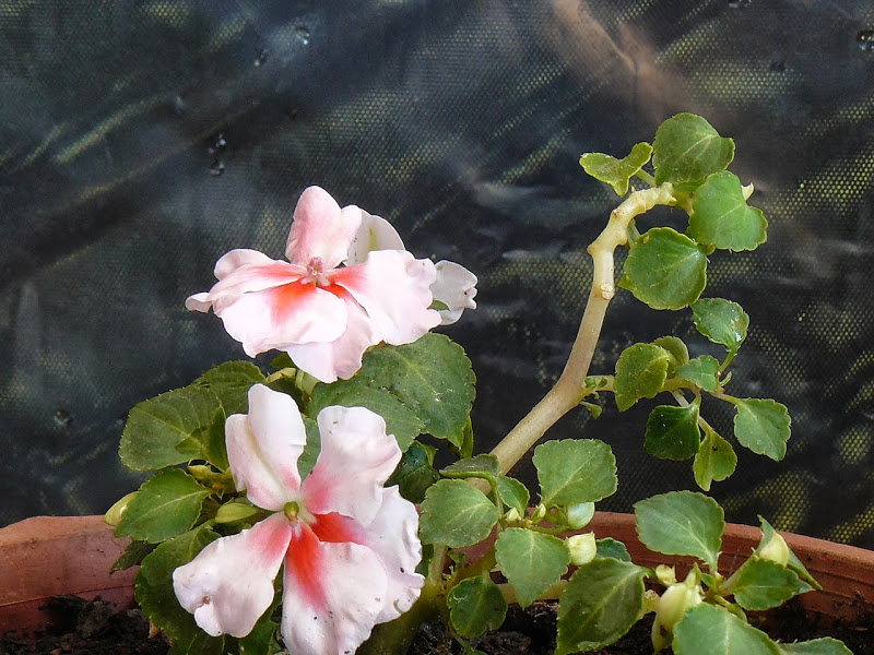 P1440549.JPG