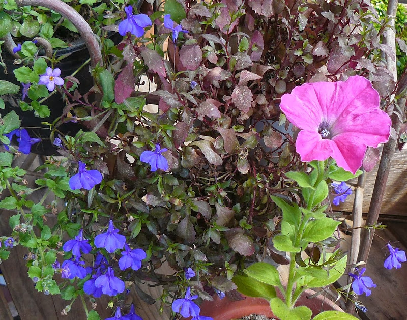 P1440577.JPG