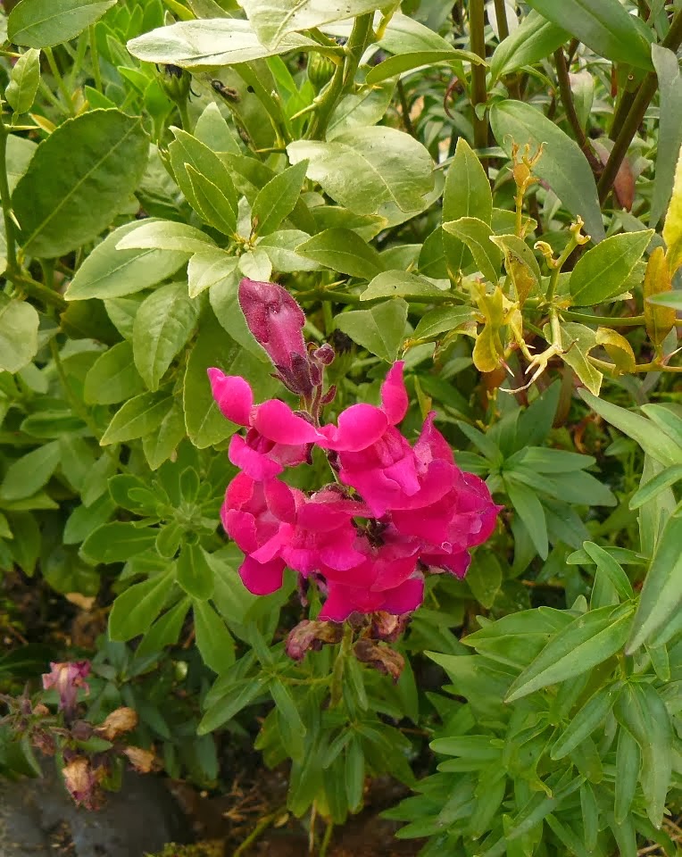 P1440735.JPG