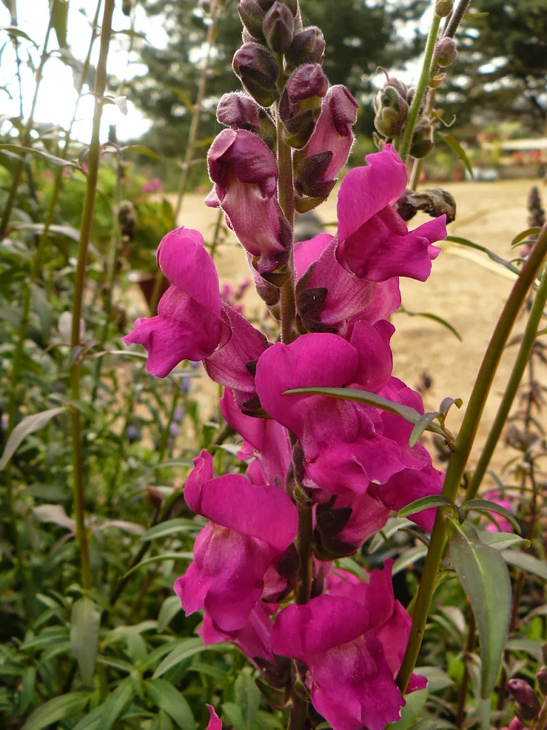P1440736.JPG