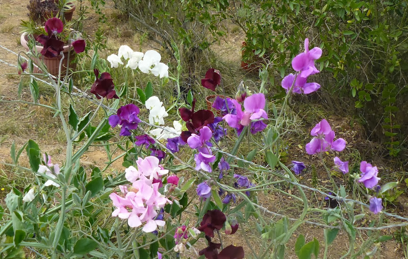P1460009.JPG