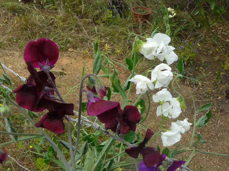 P1460015.JPG