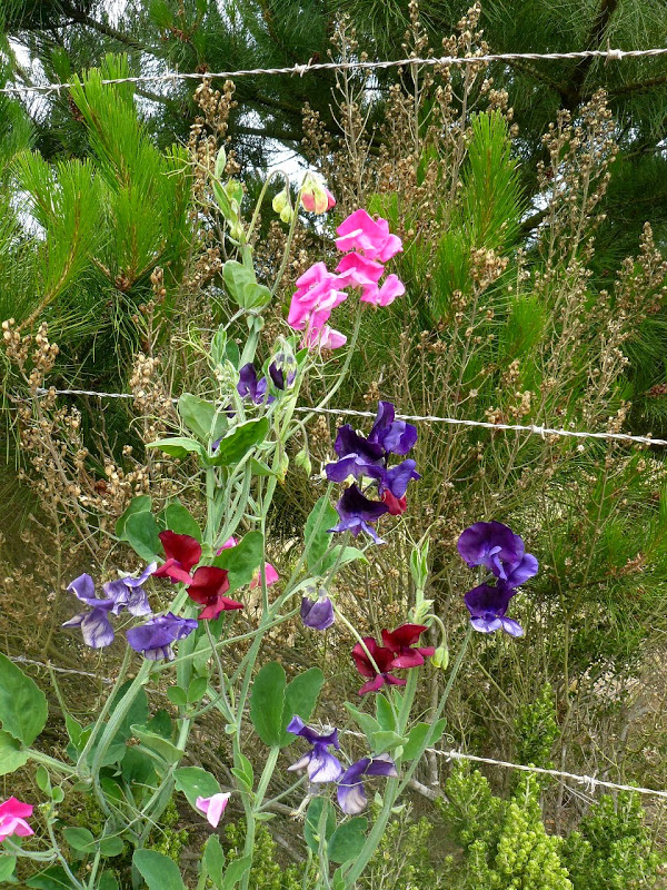 P1460043.JPG