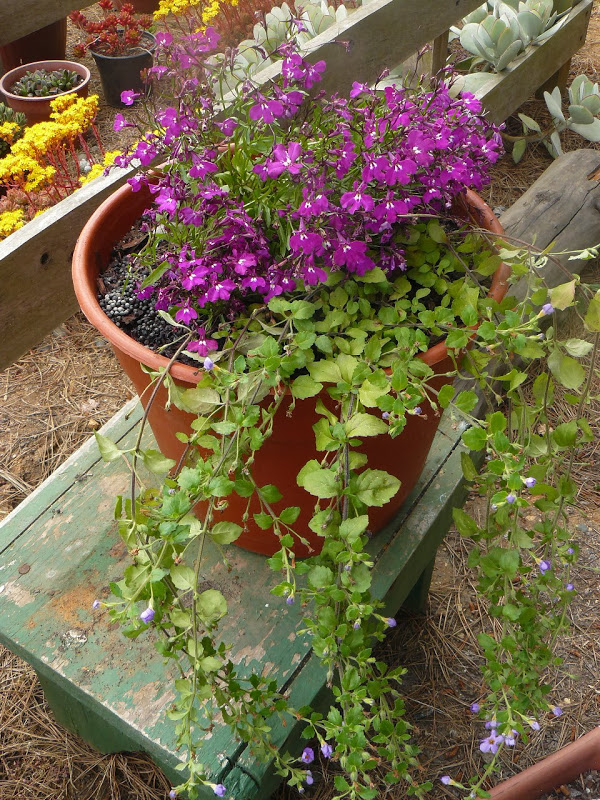 P1460129.JPG