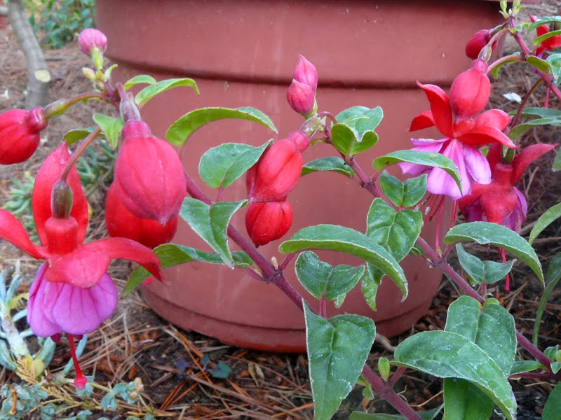 P1460137.JPG