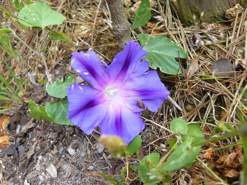 P1460189.JPG