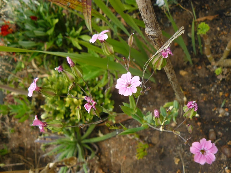 P1460426.JPG
