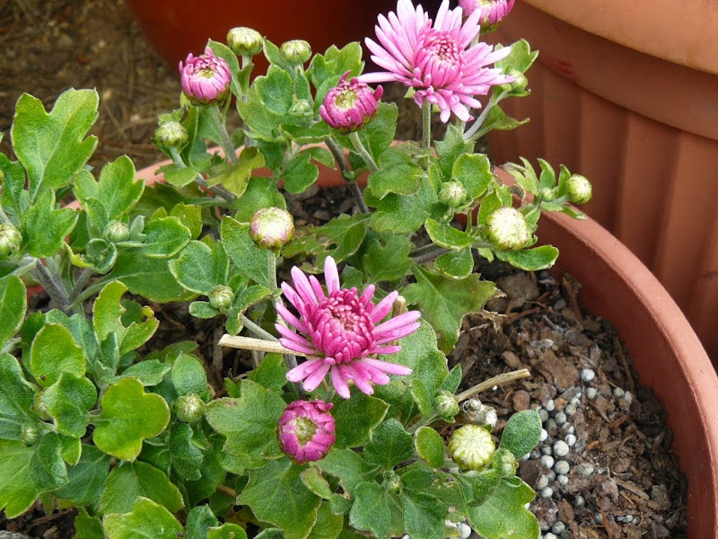 P1460462.JPG