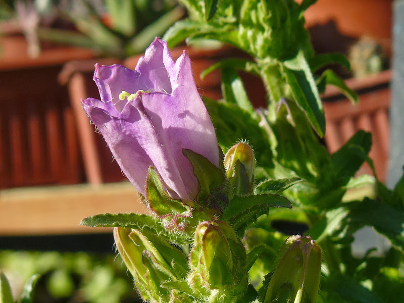 P1460600.JPG