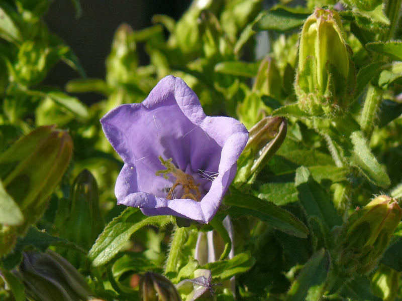P1460601.JPG