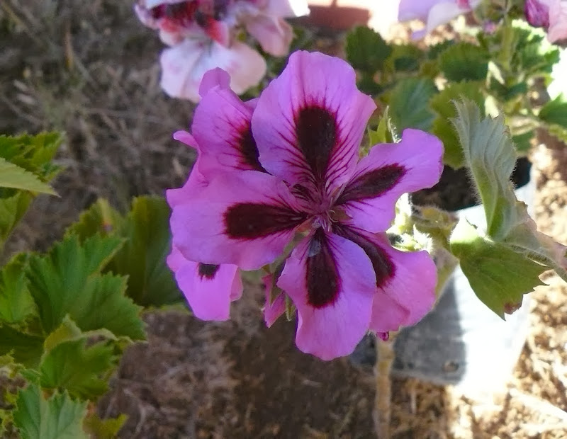 P1460731.JPG