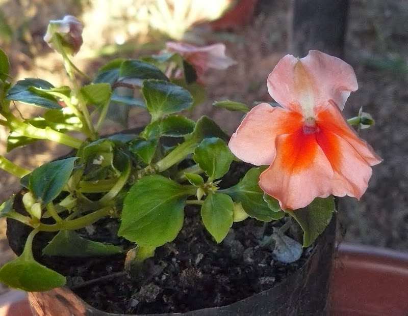 P1460751.JPG