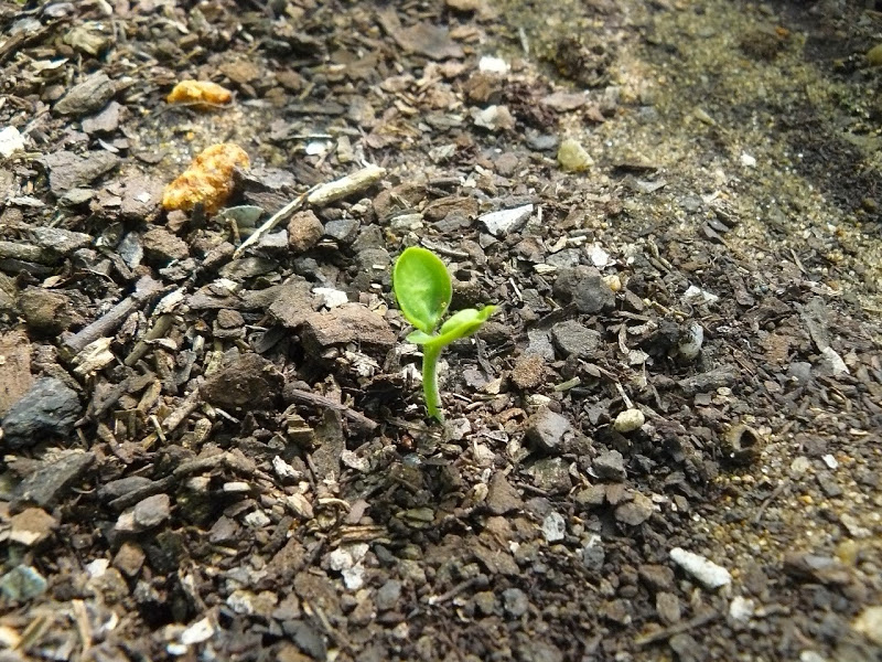 P1460815.JPG