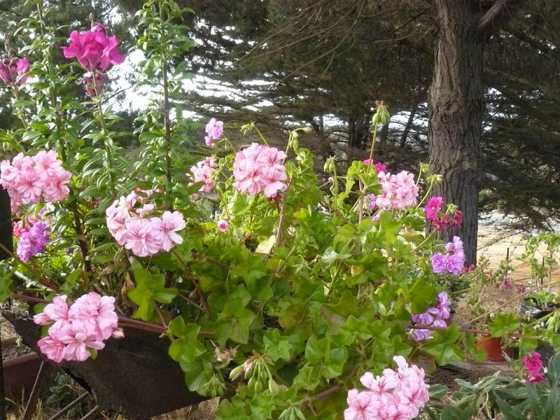 P1460885.JPG