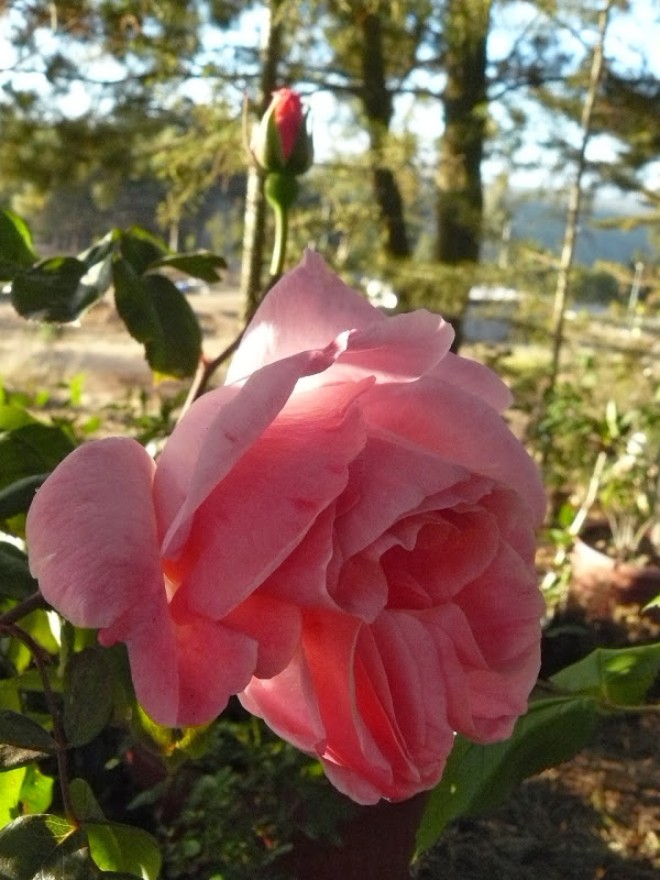 P1460930.JPG