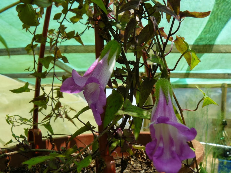 P1470049.JPG