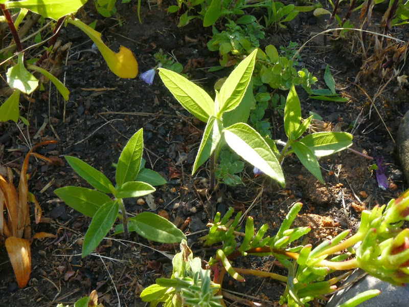 P1470077.JPG