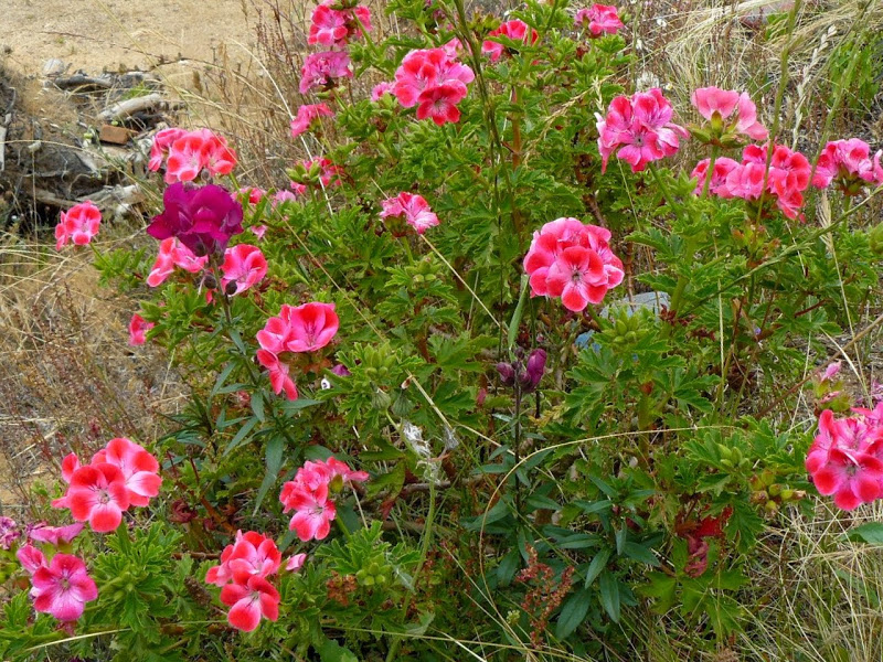 P1470100.JPG