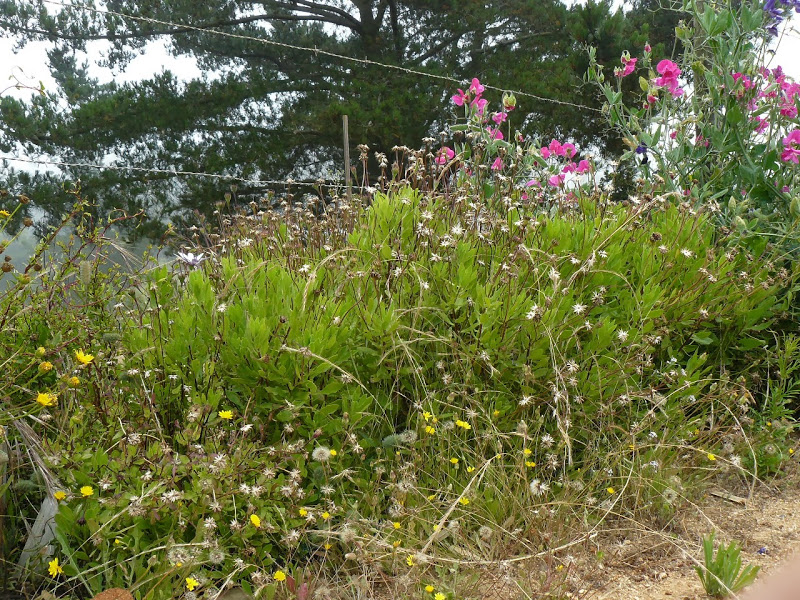 P1470105.JPG