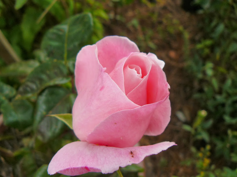 P1470166.JPG