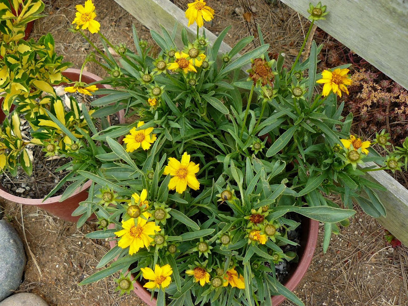 P1470175.JPG