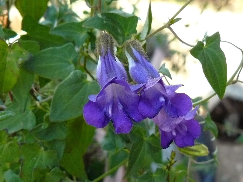 P1470374.JPG