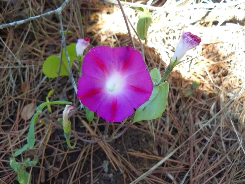 P1470479.JPG