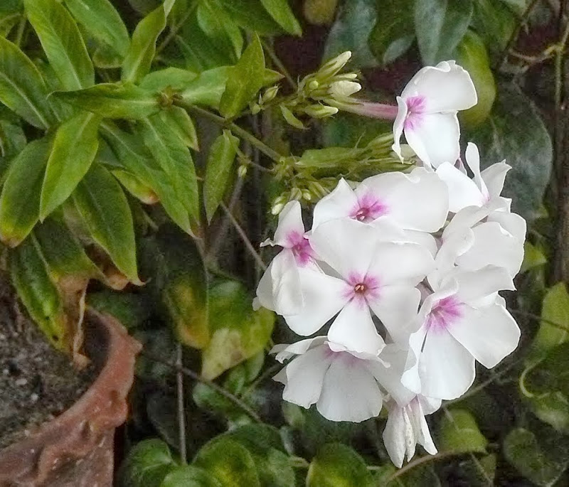 P1470534.JPG