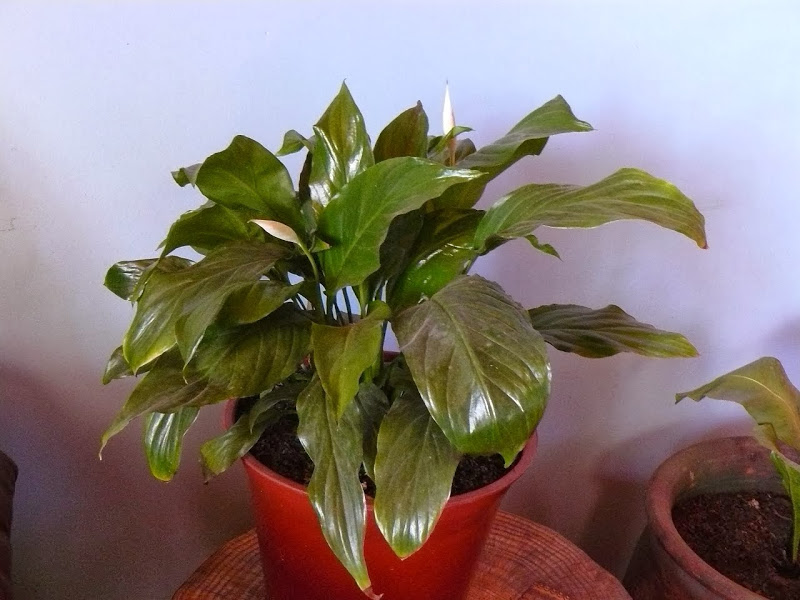 P1470573.JPG