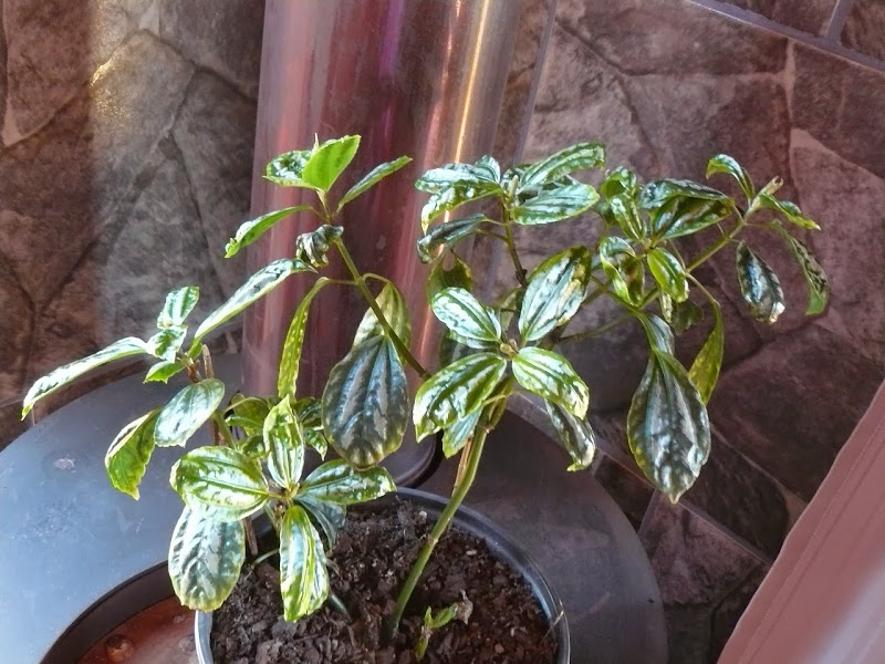 P1470577.JPG