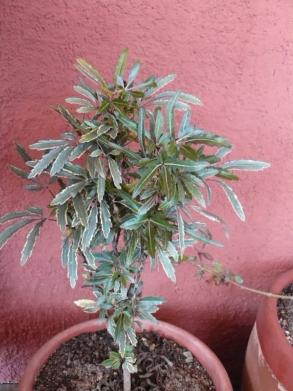 P1470590.JPG