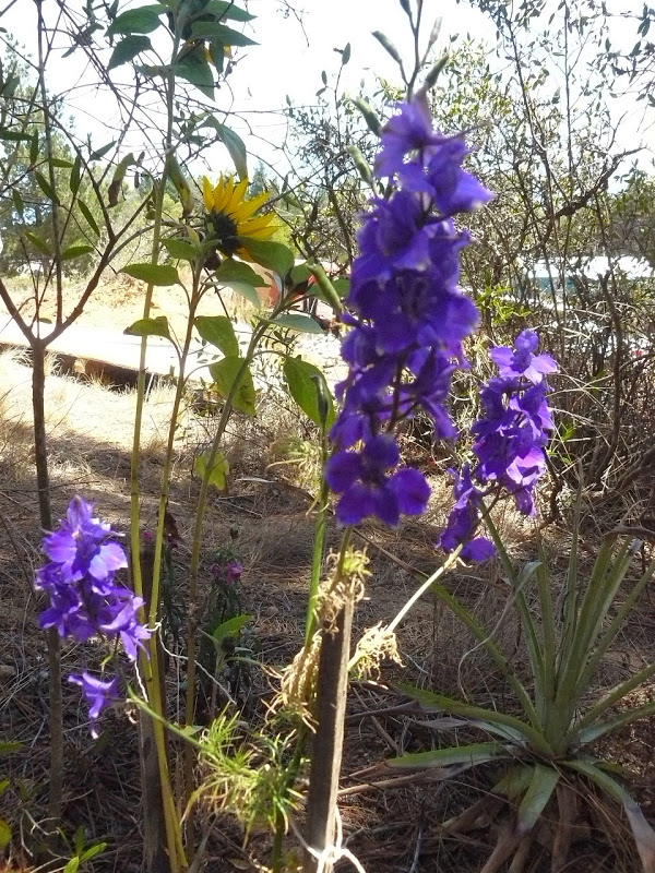 P1470636.JPG