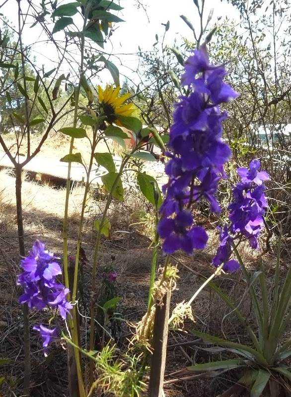 P1470636.JPG