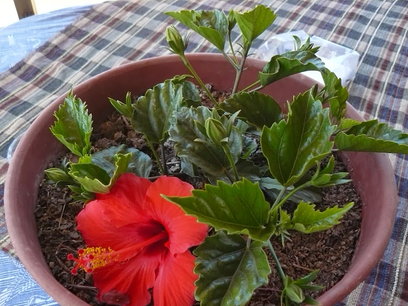 P1470663.JPG