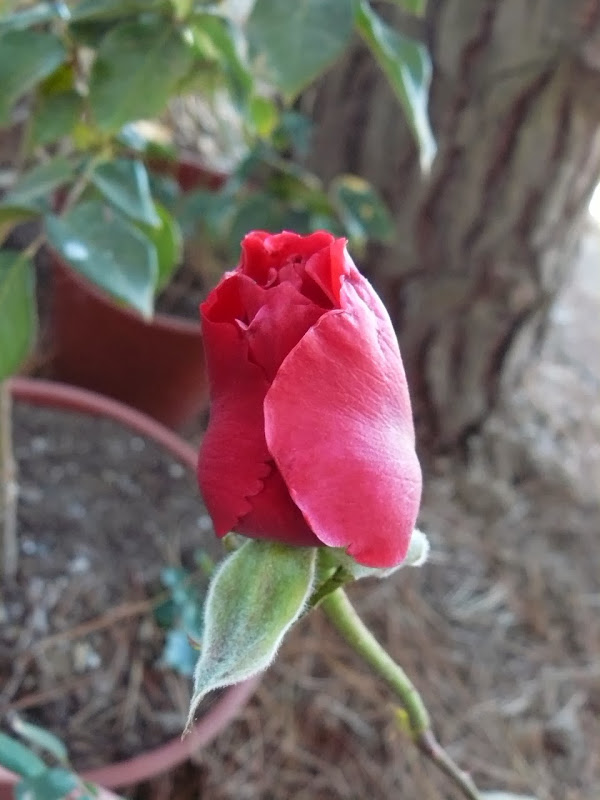 P1470810.JPG
