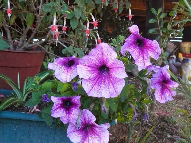 P1470851.JPG