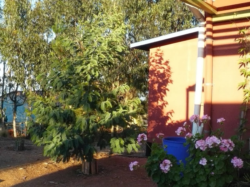 P1470911.JPG