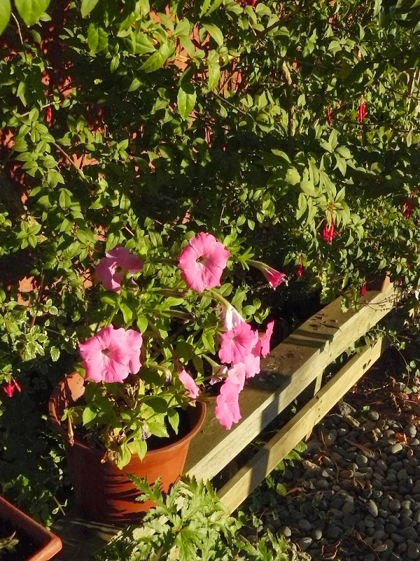 P1470954.JPG