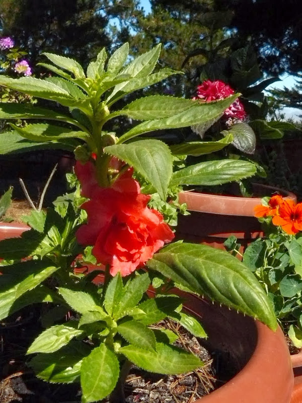 P1470966.JPG