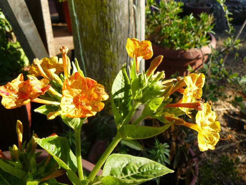 P1480164.JPG