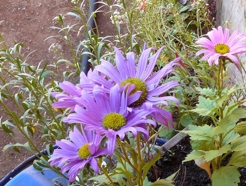P1480238.JPG