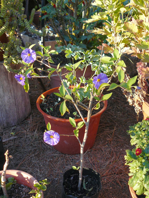 P1480531.JPG