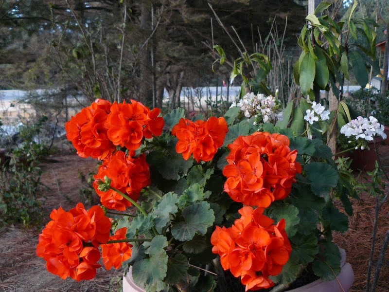 P1480569.JPG