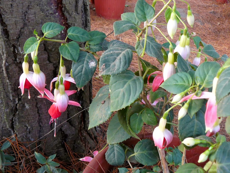P1480579.JPG