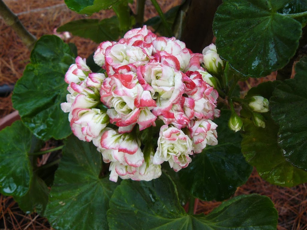 P1480595.JPG