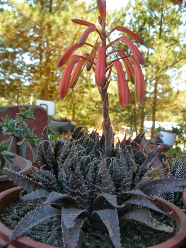 P1480636.JPG