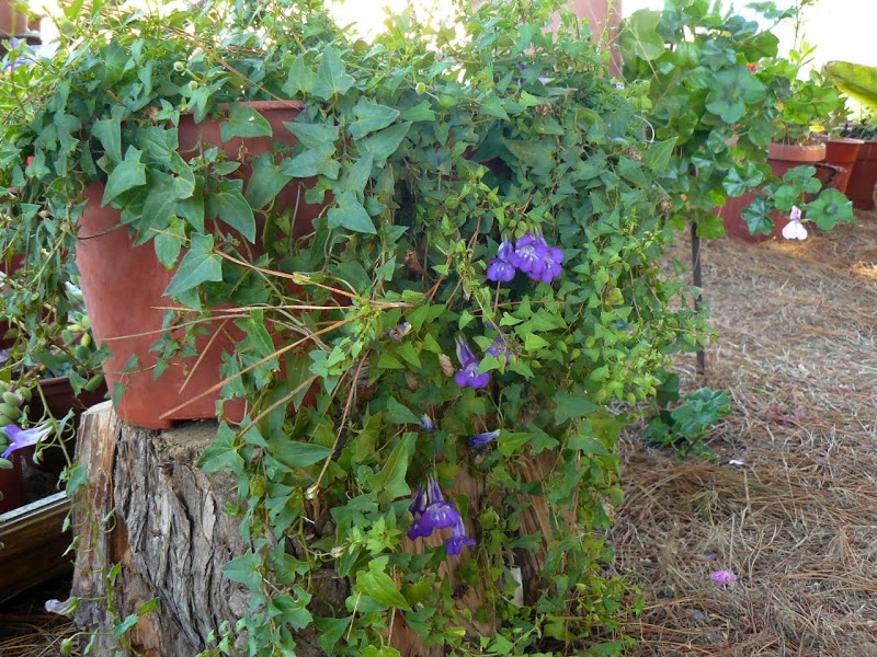 P1480643.JPG