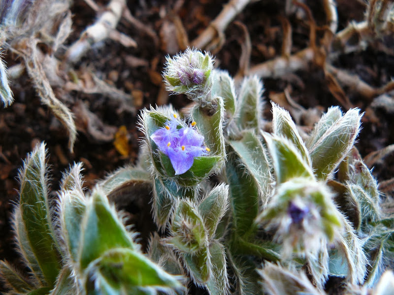 P1480920.JPG