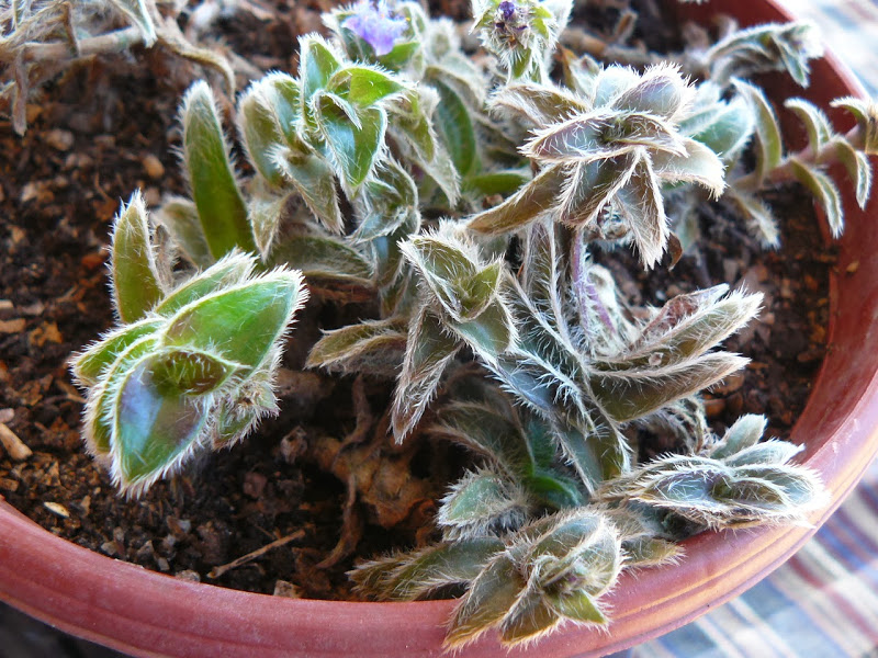 P1480922.JPG